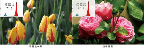 花期（qī）的紅藍光（guāng）配比