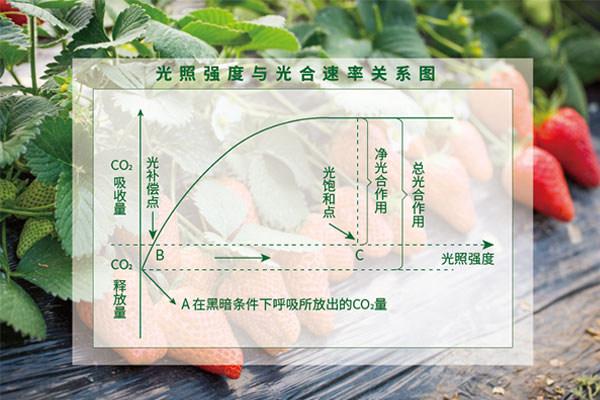 光照度與（yǔ）光合（hé）速率關係圖