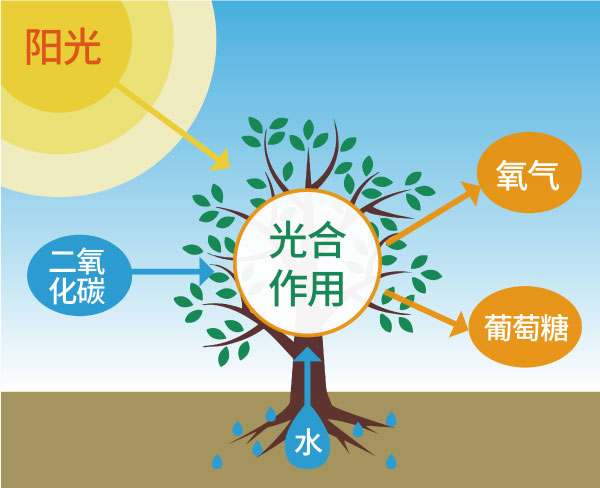 光合（hé）作用