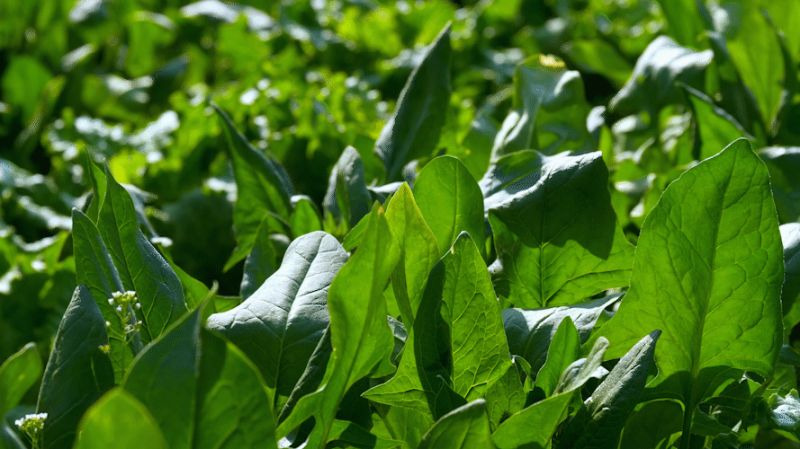 碧綠的蔬（shū）菜（cài）